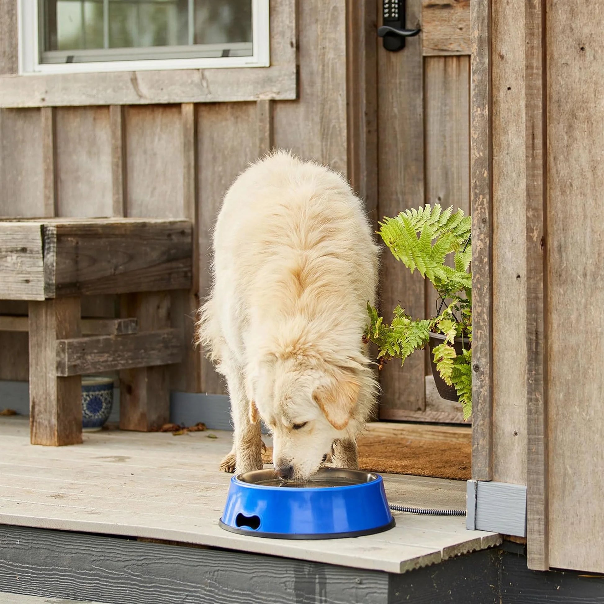 HEATED BOWL SS 5.5QT BL 60W Pet Heated Bowl with Stainless Steel Insert for Pets, Blue