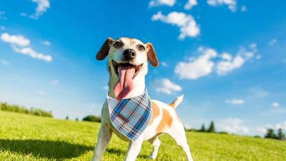 Dog Bandana for Small Medium Large Dogs, Cat Dog Kerchief Blue Plaid, Dog Triangle Bibs Scarf for Girl or Boy